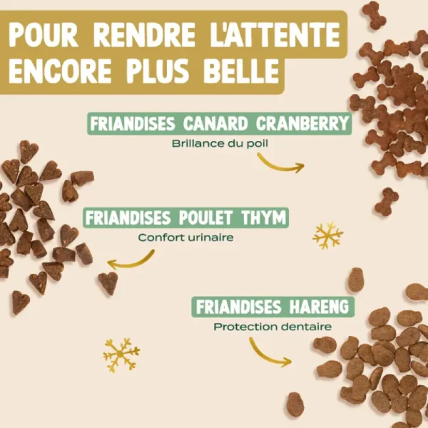 Franklin Calendrier de l'Avent Chat 2025 #1