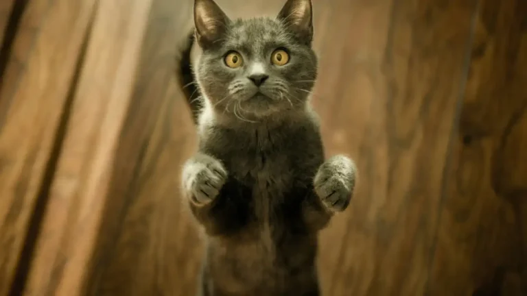 Idées Cadeaux Noël Friandises Chat