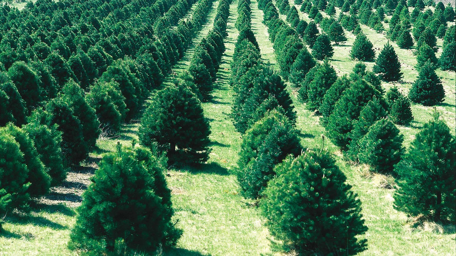 Plantation Sapins Noel